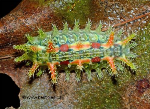Photo de larve de Limacodidae aux poils irritants
