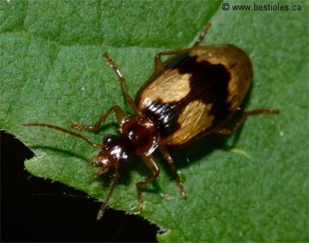 Photo de l�bie enfum�e qui est un carabe (Lebia fuscata)