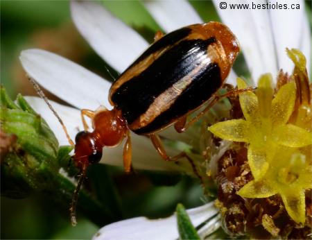 Photo de l�bie � deux lignes (Lebia solea)
