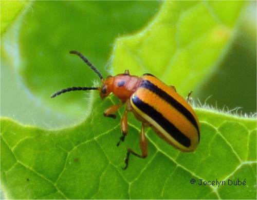 Photo d'un crioc�re du lis