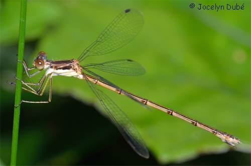 Leste (Lestidae)