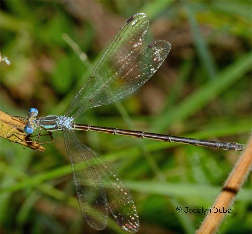 Photo d'un leste (Lestes rectangularis)