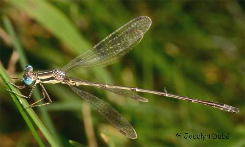 Lestidae