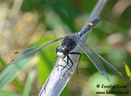 Leucorrhine mouchetée (Leucorrhinia intacta)