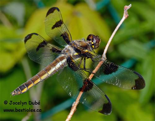 Libellule gracieuse (Libellula pulchella)