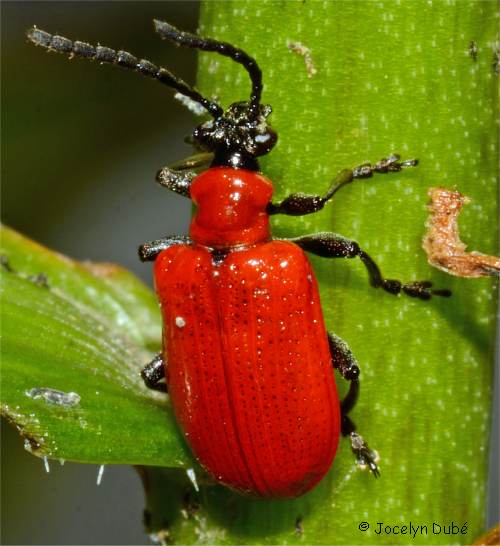 Photo d'un crioc�re du lis (Lilioceris lilii)