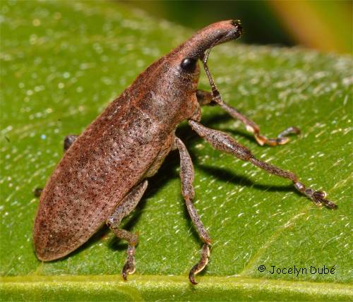 Charan�on de la rhubarbe, Lixus concavus (Lixinae)