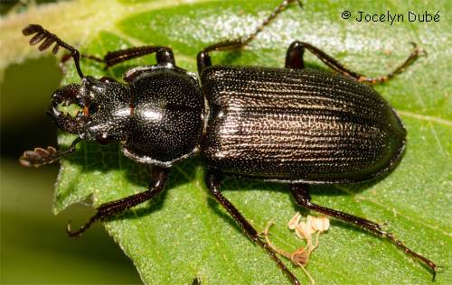 Col�opt�re de la famille Lucanidae (Platycerus virescens)