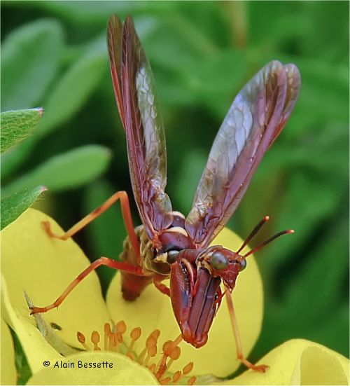 Photo de Mantisipide brun