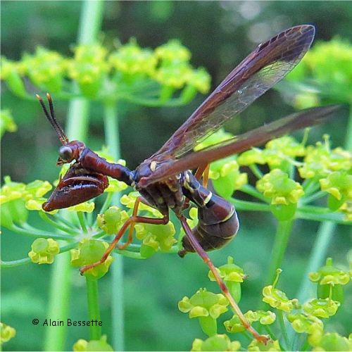 Photo de Mantisipide (Mantispidae)