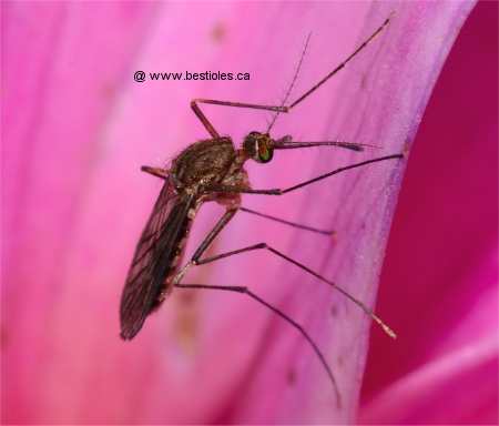 Photo de maringouin sur un p�tale