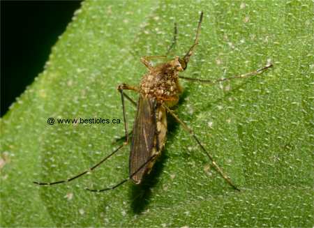 Photo d'un maringouin