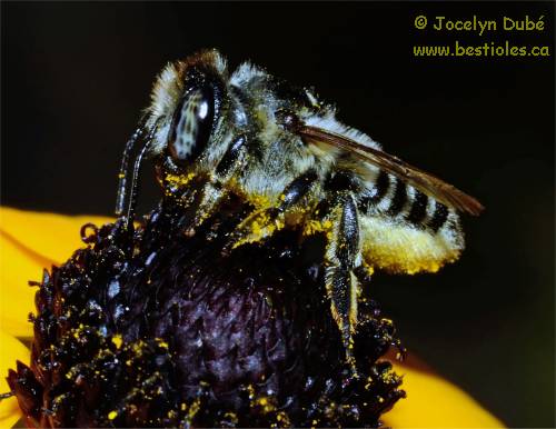 Photo d'abeille m�gachile (Megachile frigida)
