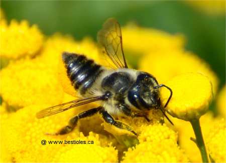 Photo d'abeille d�coupeuse (Megachile frigida)