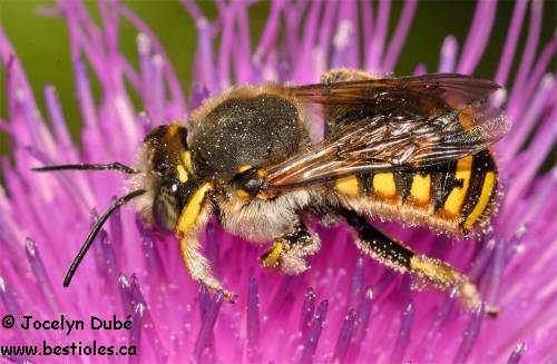 Photo d'une abeille m�gachile (Megachilidae)