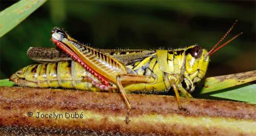 M�lanoplin�s (Melanoplinae)