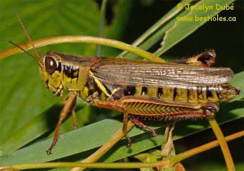 Photo de Criquet � pattes rouges (Melanoplus femurrubrum)