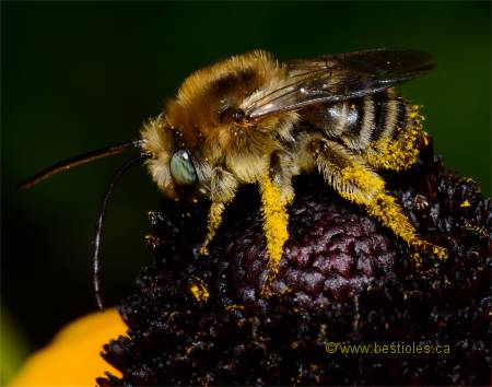 Photo de Melissodes agilis