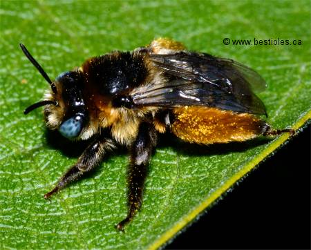 Photo d'insecte apocrite - Melissodes trinodis