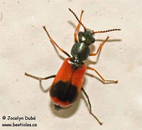 Photo d'insecte de la famille des m�lyrid�s (Melyridae)