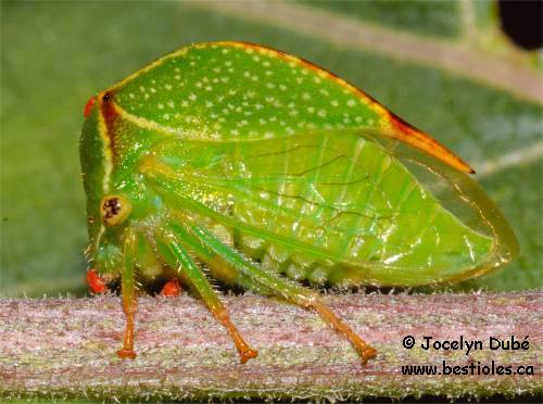 Membracides (Membracidae)