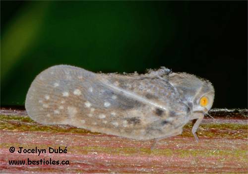 Photo de Metcalfa pruinosa (Flatidae)