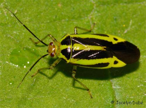 Photo d'un mirid�s (Miridae)