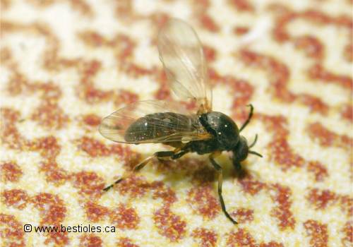 Photo de mouche noire (Simulium)