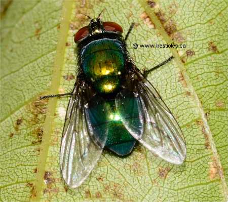 Photo de mouche verte
