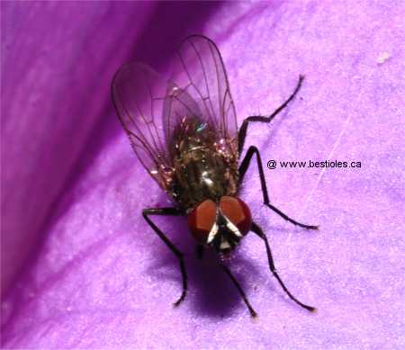 Photo de mouche domestique
