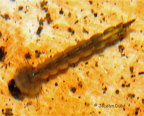 Photo d'une larve de moustique