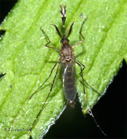 Photo de maringouin sur un p�tale