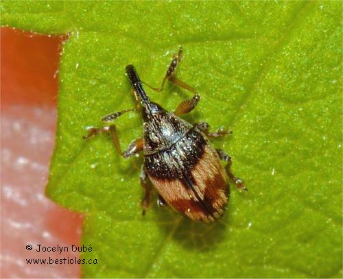 Nanophyes marmoratus