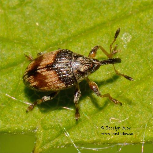 Nanophyes marmoratus (Nanophyinae)