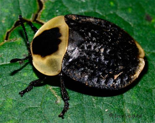 Silphe d'Am�rique (Necrophila americana)