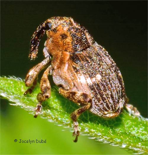 Nedyus apicalis (Ceutorhynchinae)