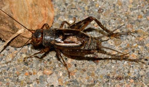 N�mobiin�s (Nemobiinae)