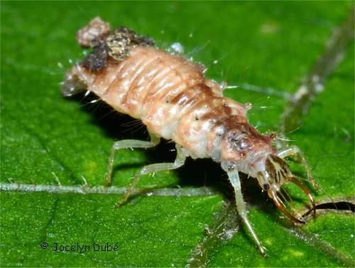 Larve de neuropt�re