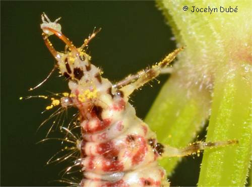 Larve qui a une proie dans ses mandibules
