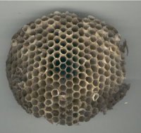 Photo d'un nid de gu�pes