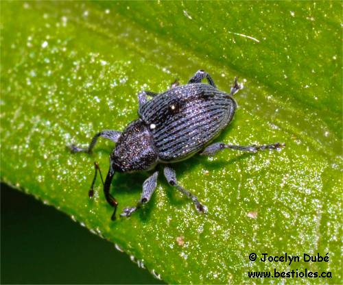 Odontocorynus (Madarini)