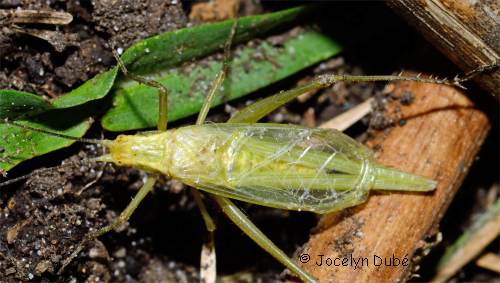 O�canthin�s (Oecanthinae)