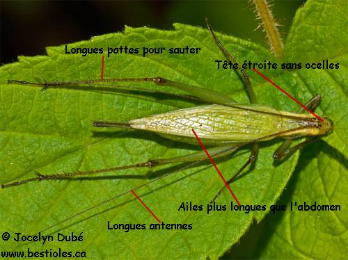 O�canthid�s (Oecanthidae)