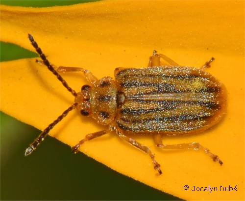 Chrysom�le de l'ambroisie (Ophraella communa)
