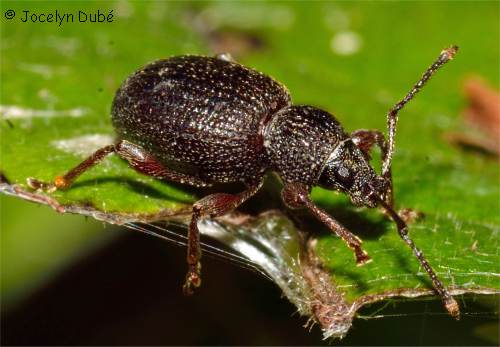 Otiorhynque de la vigne (Otiorhynchus sulcatus)