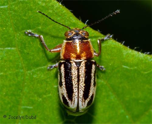 Photo d'un cryptoc�phale � deux bandes - Pachybrachis bivittatus