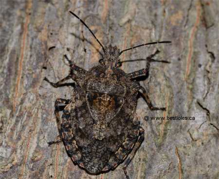 Photo d'un pentatome (Parabrochymena arborea)