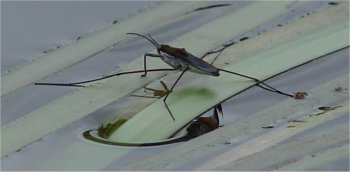 Photo de patineur - Insecte