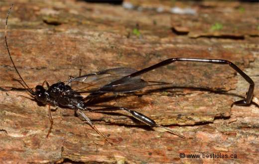 Photographie de p�l�cinide femelle (Pelecinus polyturator)