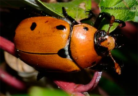 Photographie d'un scarabée de la vigne (Pelidnota punctata)